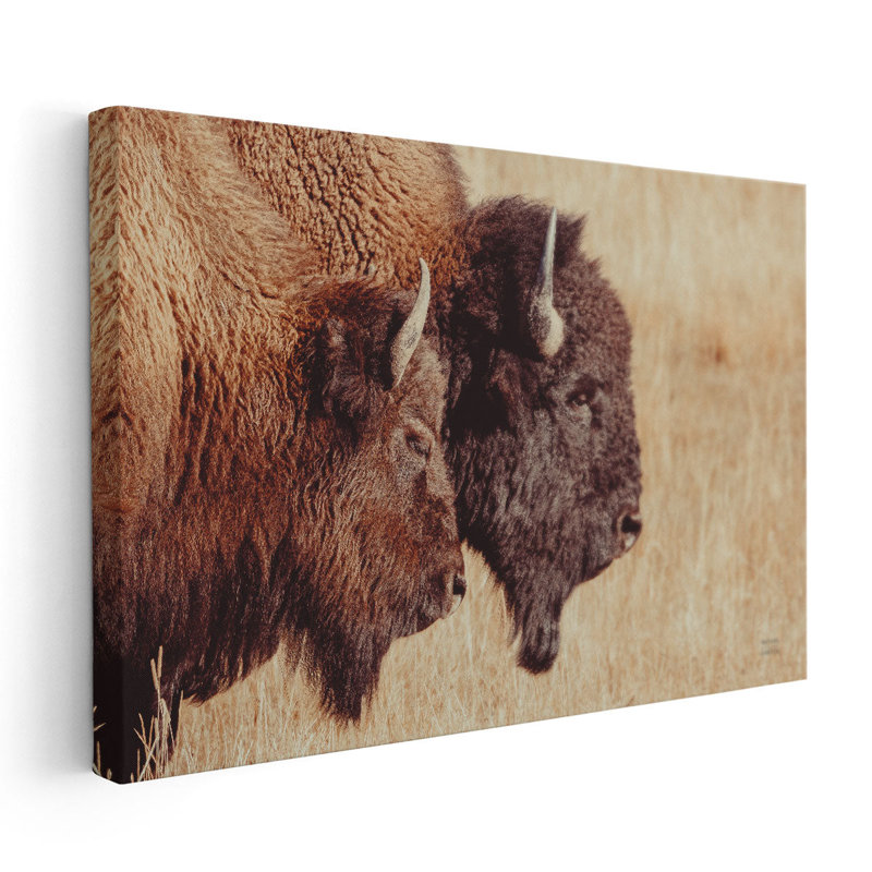 Paire de bisons - reproduction d'art sur toile, H 40 po x l 60 po