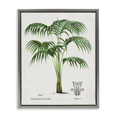 Cadre flottant Natural Palm Study, par Val Rhodes