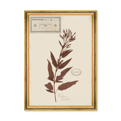 HERBARIUM ALPINIUM X