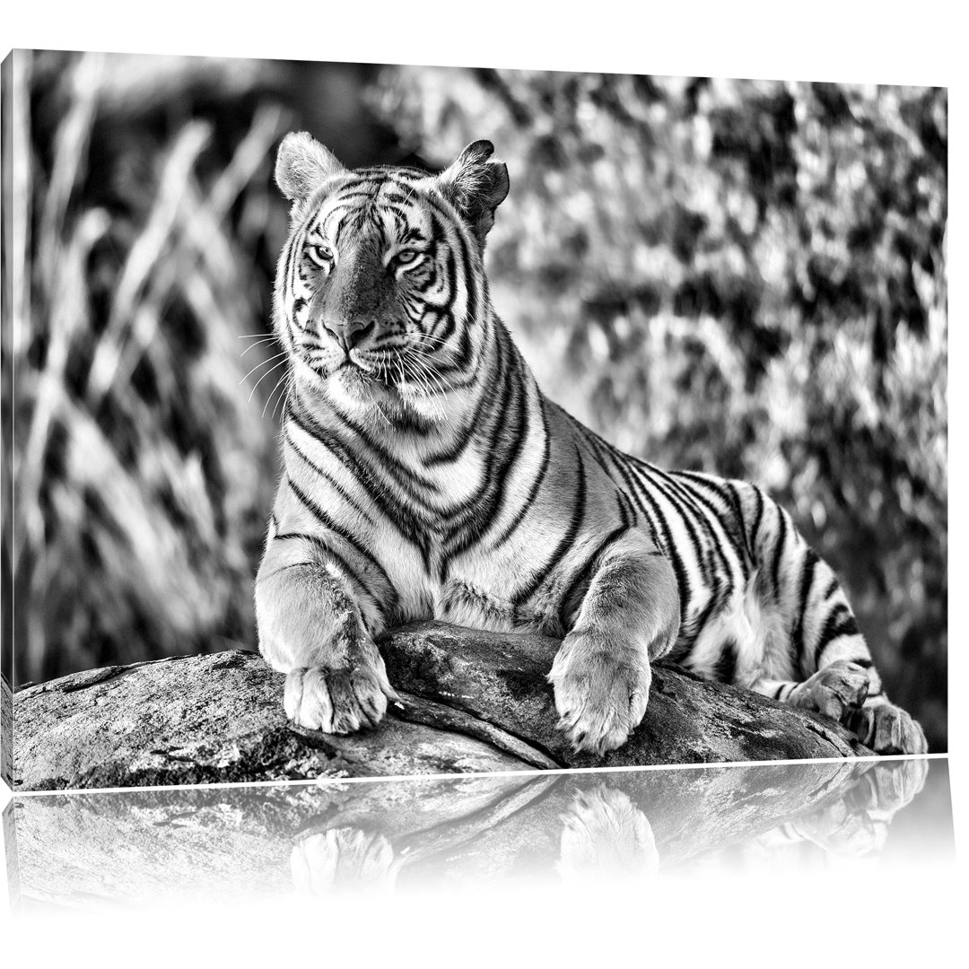 Leinwandbild Stolzer Tiger in Monochrom