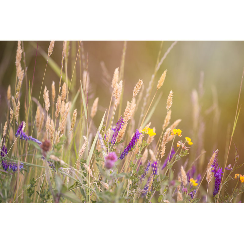 Wild Flowers-Stock - Wrapped Canvas Print, 30cm H x 46cm W