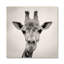 Courious Gariffe Print-61694171-61694172