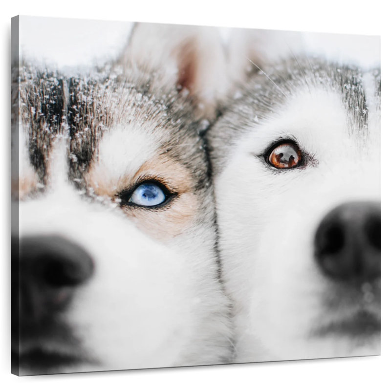 Crowle Husky Faces, 39" H x 39" W