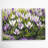 Botanical Crocuses Gray Canvas Wall Art