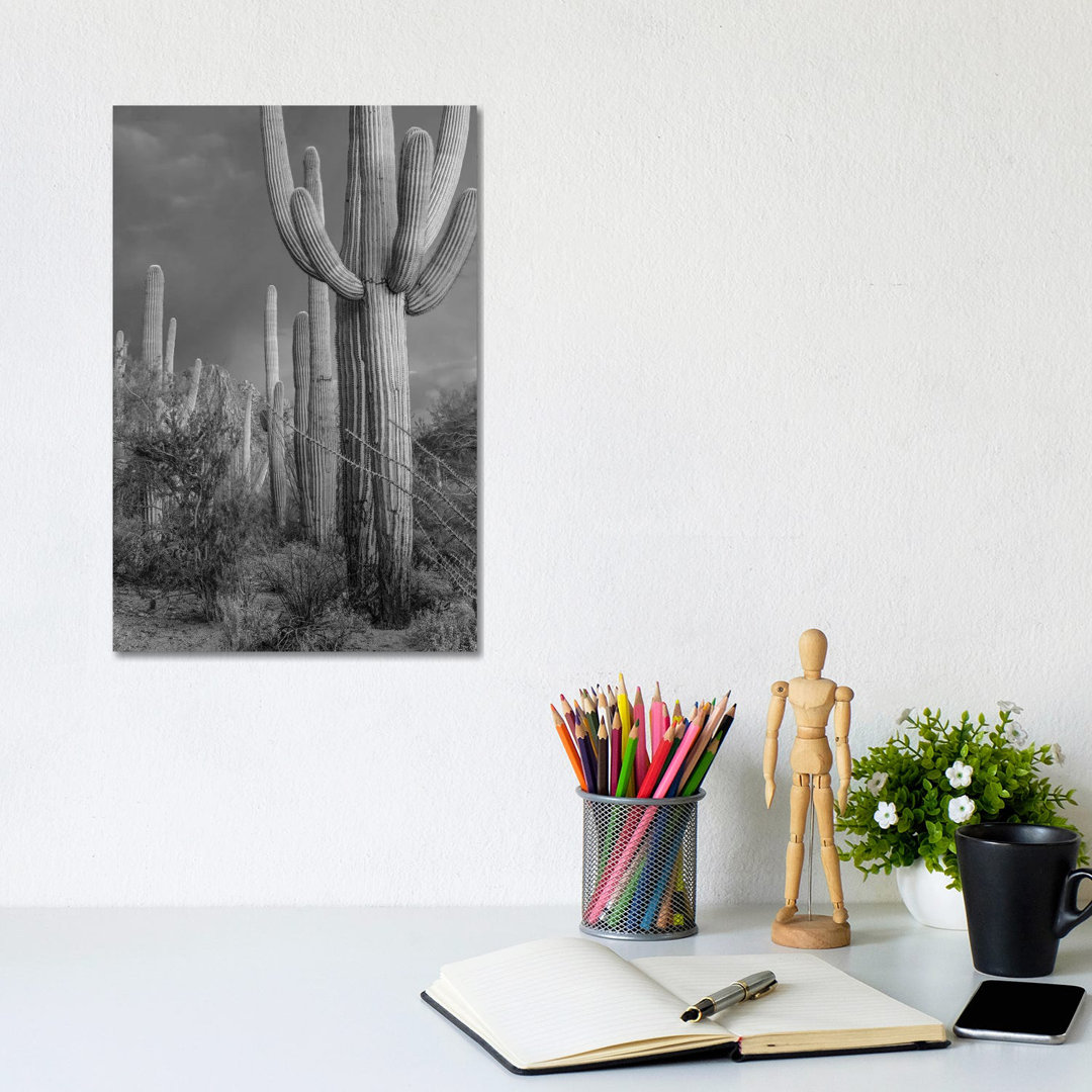 Saguaro Kakteen, Tucson Mountains, Arizona von Tim Fitzharris - Giclée auf Leinwand ohne Rahmen