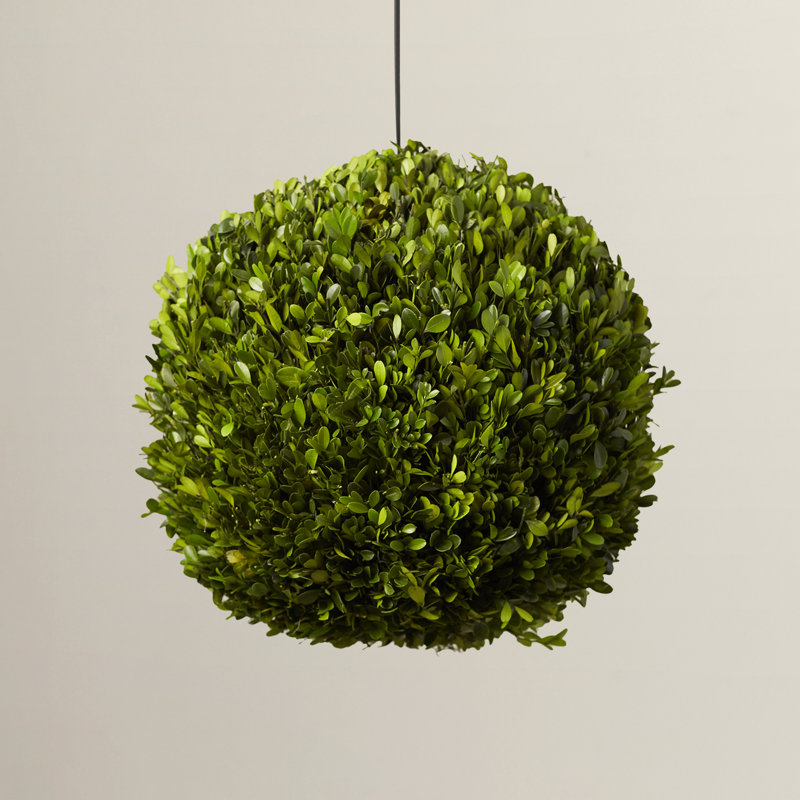 Preserved Greens Topiary, Hedge Plant in, 16" H x 16" W x 16" D 