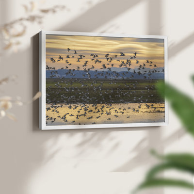 Sunset Flight -Framed Print - Restickable