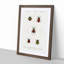Beetle Illustrations PL.15 by Charles D'Orbigny - Single Picture Frame Print-55544119-55544114