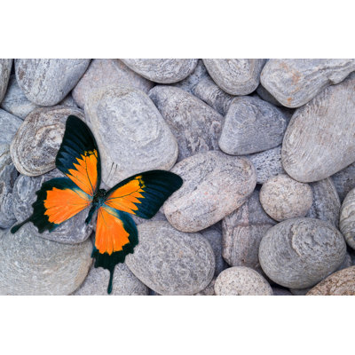 Orange butterfly on pebbles