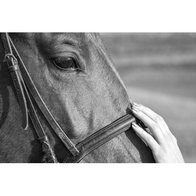 Woman stroking the horse's head 1 Piece Wrapped Canvas Wall Art