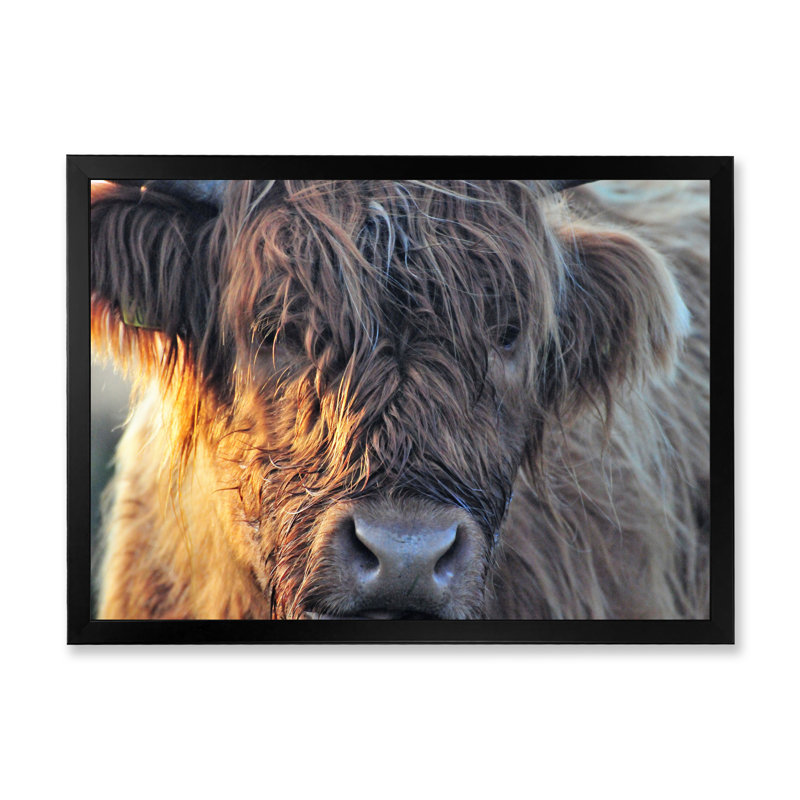 «Scottish Cow On Moorland III» - photographie sur toile, H 12 po x l 20 po x p 1 po, Cadre noir
