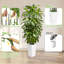 Faux Plant-398055531