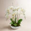 Orchid Arrangement in Round Fiberstone Pot
