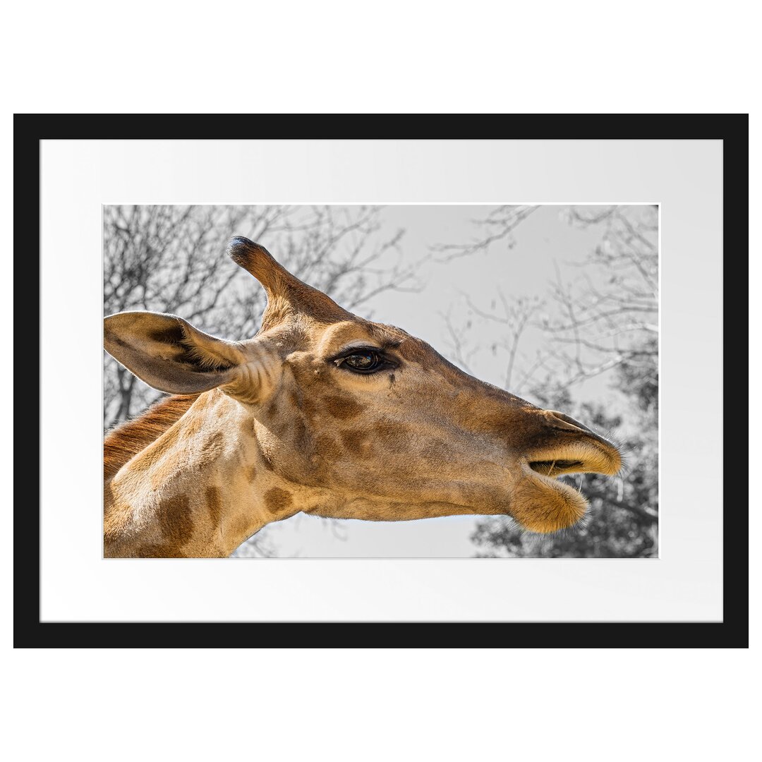 Gerahmtes Poster Anmutige Giraffe isst