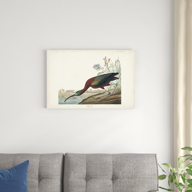Pl 387 brillant ibis, H 20 po x l 30 po