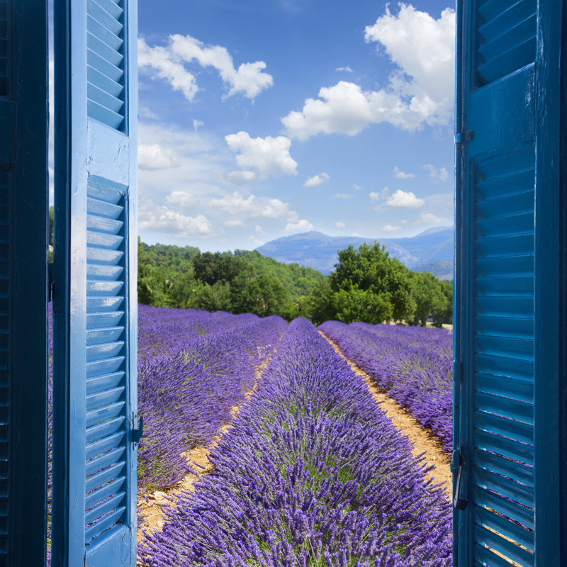 Lavender Field - Wrapped Canvas Print, 91cm H x 91cm W x 3.8cm D