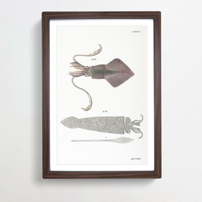 Illustrations of Squid by J.E. De Kay - Framed Print