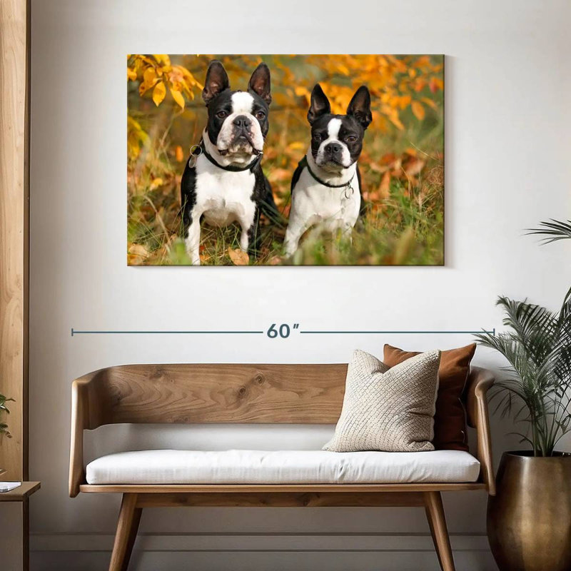 Boston Terrier Couple, H 30 po x l 45 po