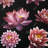 " Lotus Flower Pattern "