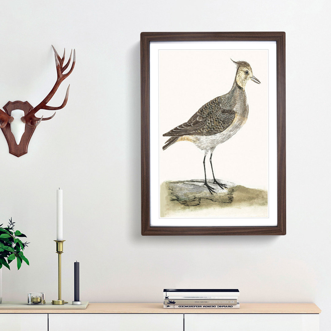 Lapwing by Johan Teyler - Picture Frame Painting Print