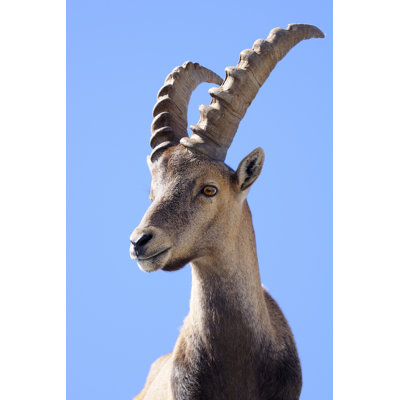Capricorn - Alpine Ibex - Wrapped Canvas Print