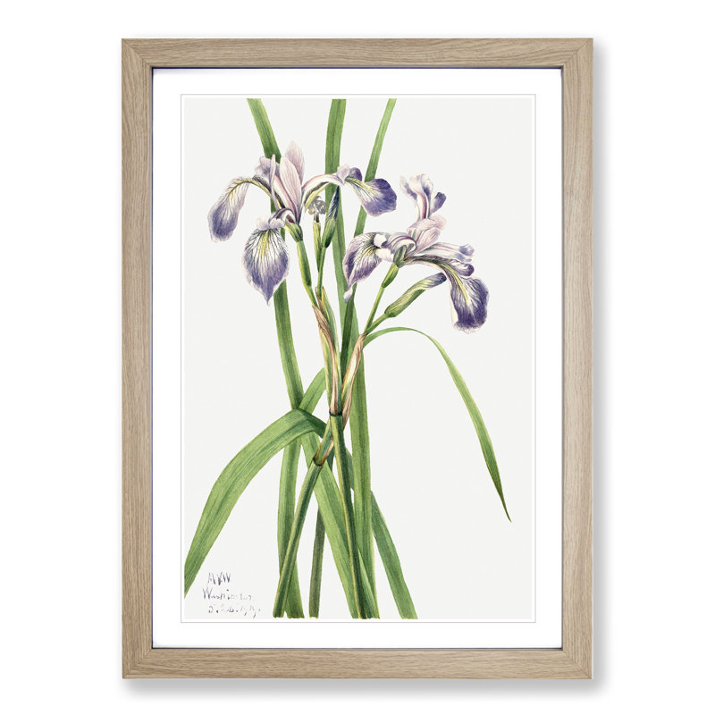 Blueflag Iris by Mary Vaux Walcott - Picture Frame Painting, 48cm H x 36cm W x 2cm D, Oak Framed