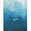Mermaid Print by Jacob Lincoln-26761156-26761159