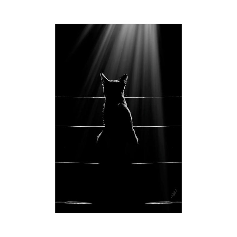 Cat Language 1 Piece Wrapped Canvas Wall Art, 30.48 cm H x 45.72 cm W