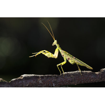 Makhy Mantis - Wrapped Canvas Print