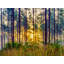 Sunrise In Deep Forest Of Gainesville, Florida Print by Brian Mc Clean-71200164-71200165
