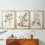 Antique sépia botanicals I - impression encadrée sur mesure de qualité supérieure - 3 pièces-810536288-810536292