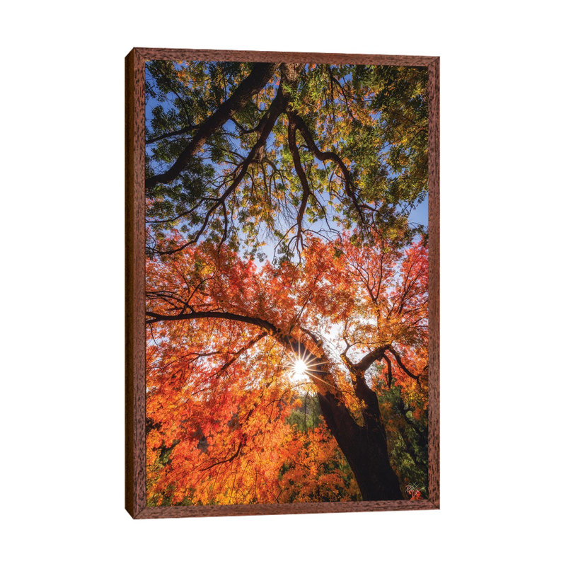 Reaching For Stars by Peter Coskun - Floater Frame Print on Canvas, 101.6 cm H x 66.04 cm W, Classic Brown Wood Framed Canvas