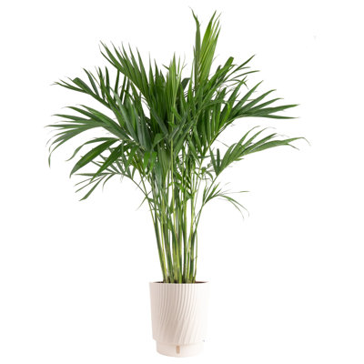 Costa Farms Cat Palm Plant
