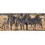 Line of Zebras' Photographic Print