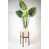 Golden White/Walnut est en rupture de stock