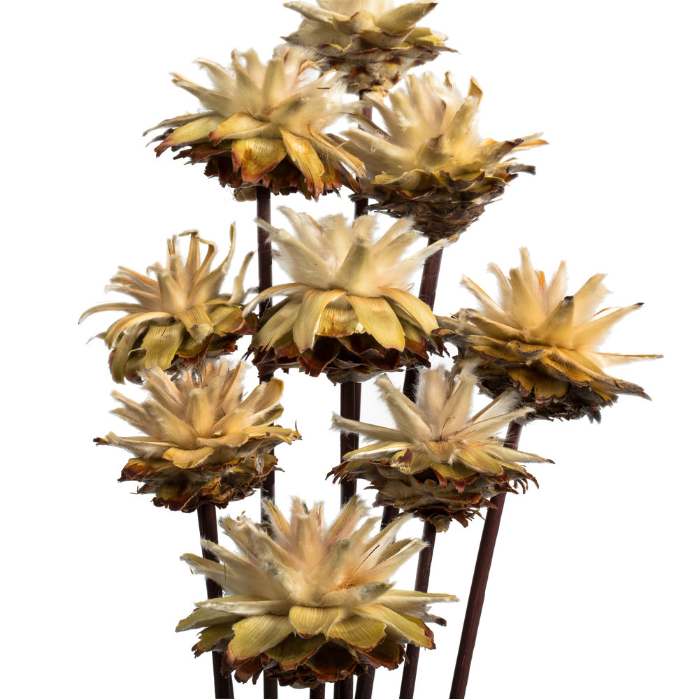 Dried Plumosum Stems