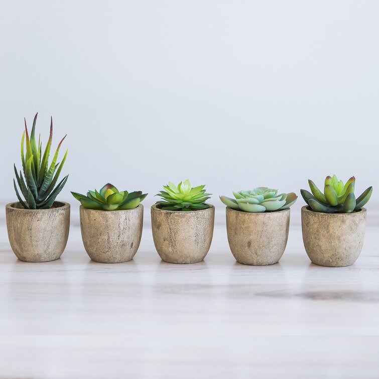 https://assets.wfcdn.com/im/22024297/resize-h755-w755%5Ecompr-r85/1214/121426316/5.75%27%27+Succulent+Plant+in+Pot.jpg