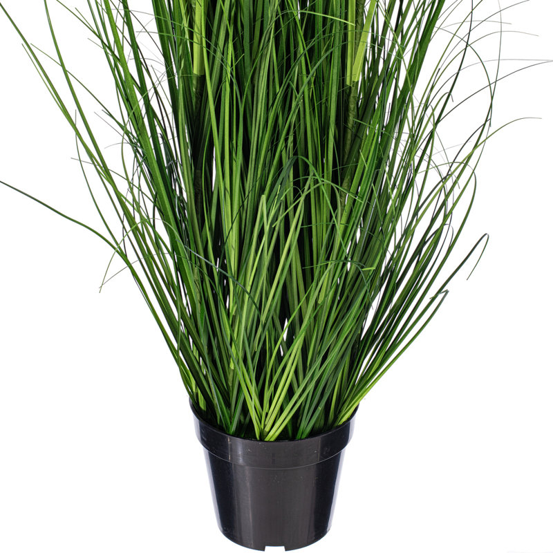 Citronnelle verte en pot 24 po, H 24 po x l 6 po x P 6 po