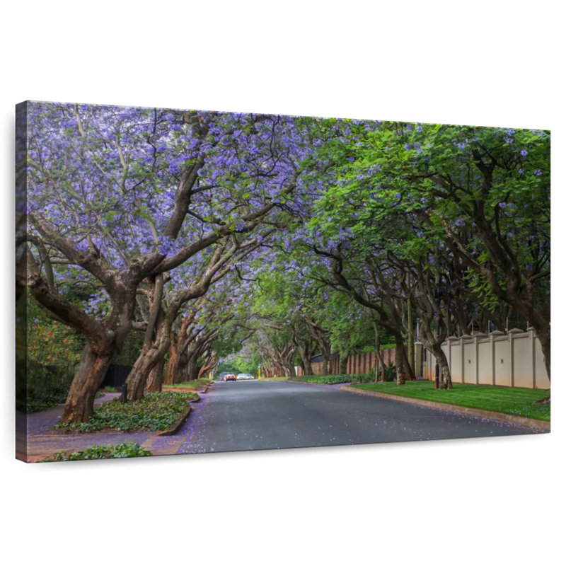 Mehar Jacaranda à Pretoria, H 8 po x l 12 po