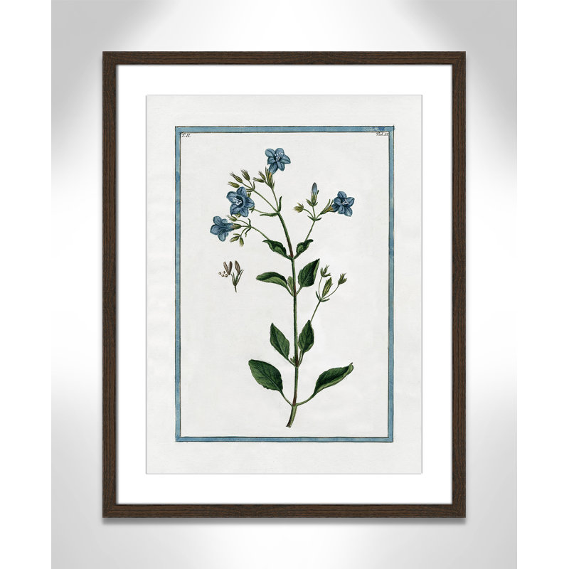 Colombe Shabby Elegance Botanical II - Art encadré, L 17 po x H 23 po, Cadre noyer