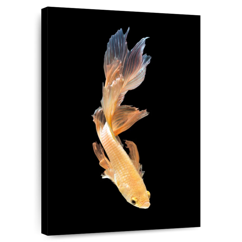 Plongée Brampt Betta, H 39 po x l 26 po