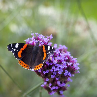 Papillon Emmoni
