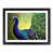 Black Framed selected