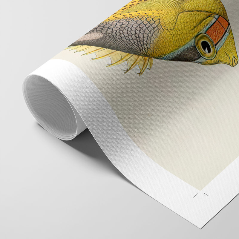 Poisson jaune et gris IV - reproduction de toile seulement - non encadrée, H 12 po x l 8 po