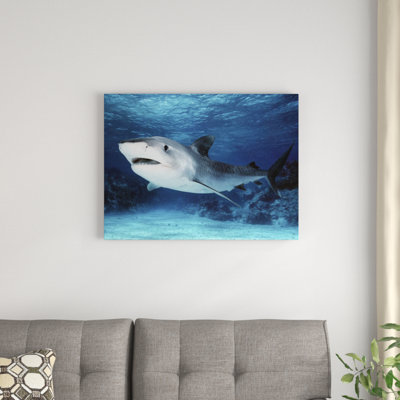 " Tiger Shark, Great Barrier Reef, Australia. Digitally Modified " by Mike Parry