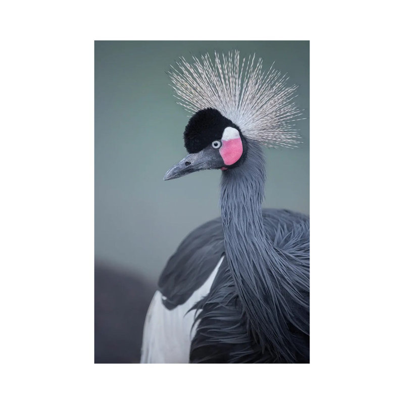 Black-Crowned Crane Profile by Louis Ruth - Wrapped Canvas Print, 66.04 cm H x 45.72 cm W x 1.91 cm D