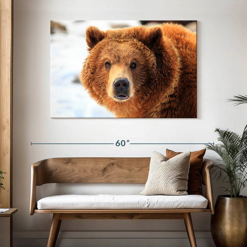 Regard d'ours grizzly, H 32 po x l 48 po