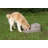 Pet Bowl-69723979