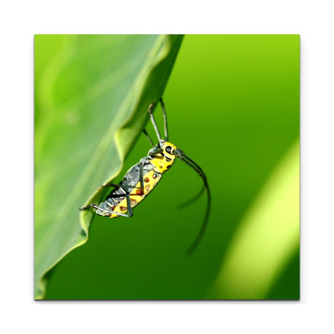 Leinwandbild Käfer auf einem Blatt