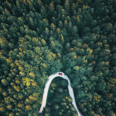 Forest Drive by Borchee